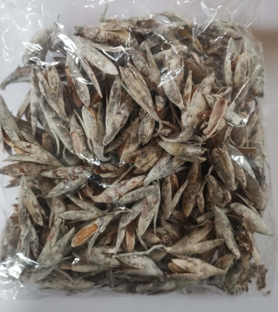 IMG_20220917_140825_edit_3969917888705696 (1)